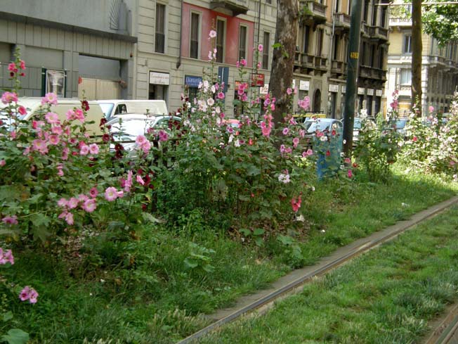 Althea officinalis (Malvaceae)